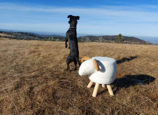 Divcibare apartmani, pet friendly, setnja sa ljubimcem, setnja sa psom, pas na livadi